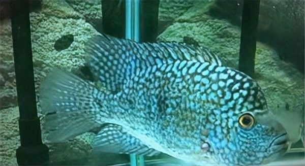 德州豹魚和鸚鵡魚可以混養嗎（德州豹魚和鸚鵡魚可以混養嗎德州豹魚和鸚鵡魚可以混養嗎）