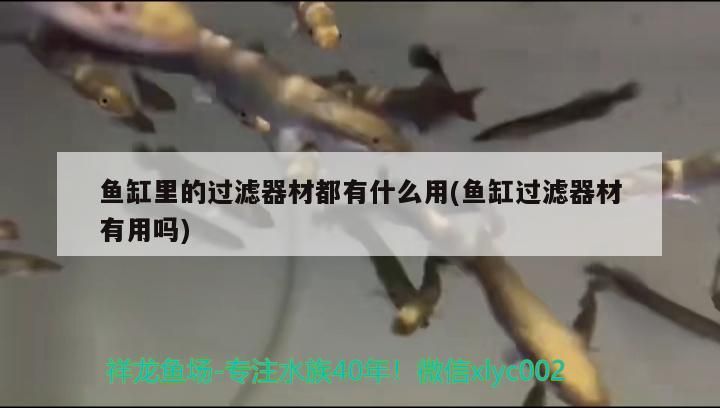 魚缸里的過濾器材都有什么用(魚缸過濾器材有用嗎)（魚缸過濾器材都有什么用） 魚缸里的過濾器材都有什么用(魚缸過濾器材有用嗎)（魚缸過濾器材都有什么用） 觀賞魚百科