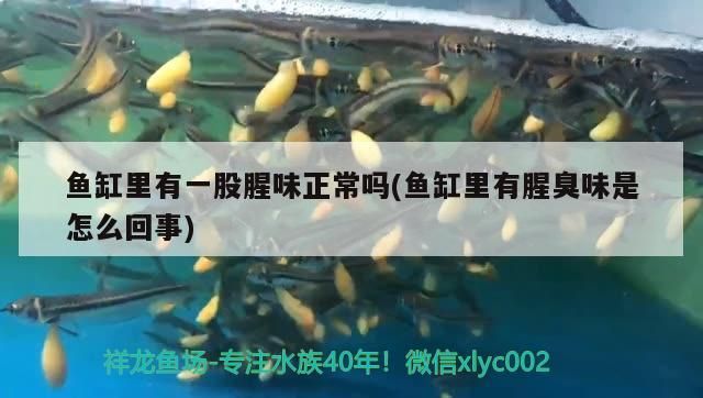 觀賞魚 魚缸里有一股腥味正常嗎(魚缸里有腥臭味是怎么回事)(魚缸里有一股腥味是怎么回事) 觀賞魚百科 魚缸里有一股腥味正常嗎(魚缸里有腥臭味是怎么回事)(魚缸里有一股腥味是怎么回事) 魚缸里有一股腥味正常嗎(魚缸里有腥臭味是怎么回事)(魚缸里有一股腥味是怎么回事) 觀賞魚百科