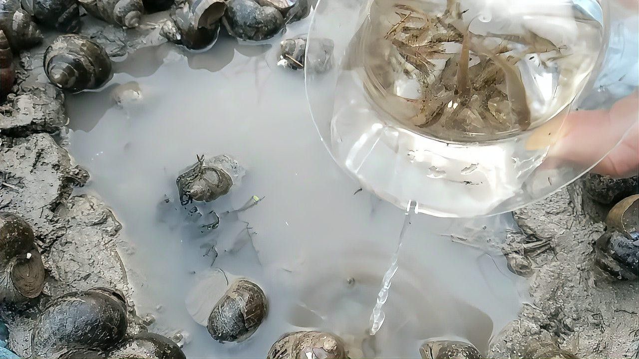 哪些魚缸不適合養(yǎng)田螺？（哪些魚缸不適合養(yǎng)田螺）