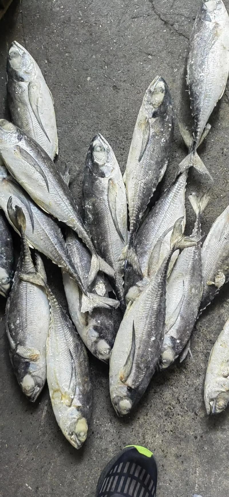鐵魚圖片（半月斗魚的特征與養護指南全面解讀鐵魚的養殖方法）