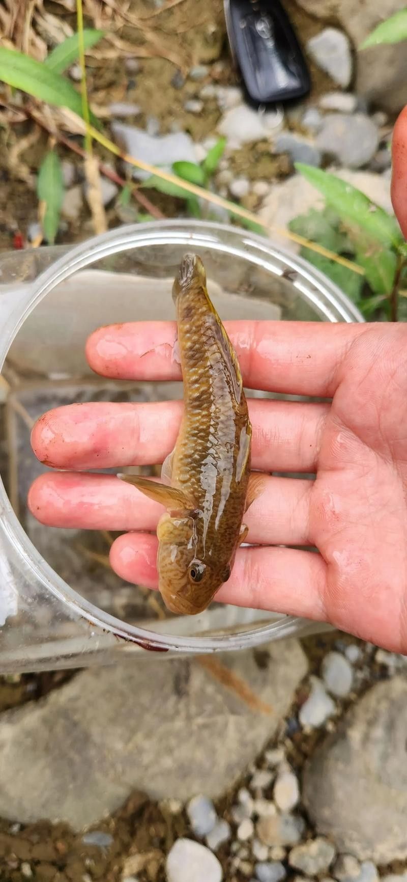 鐵魚圖片（半月斗魚的特征與養護指南全面解讀鐵魚的養殖方法）