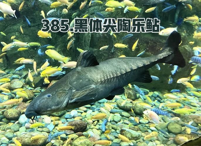 鐵魚圖片（半月斗魚的特征與養護指南全面解讀鐵魚的養殖方法）