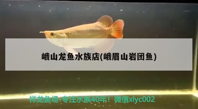 峨山龍魚水族店(峨眉山巖團魚)（哈爾濱山水魚水族店）