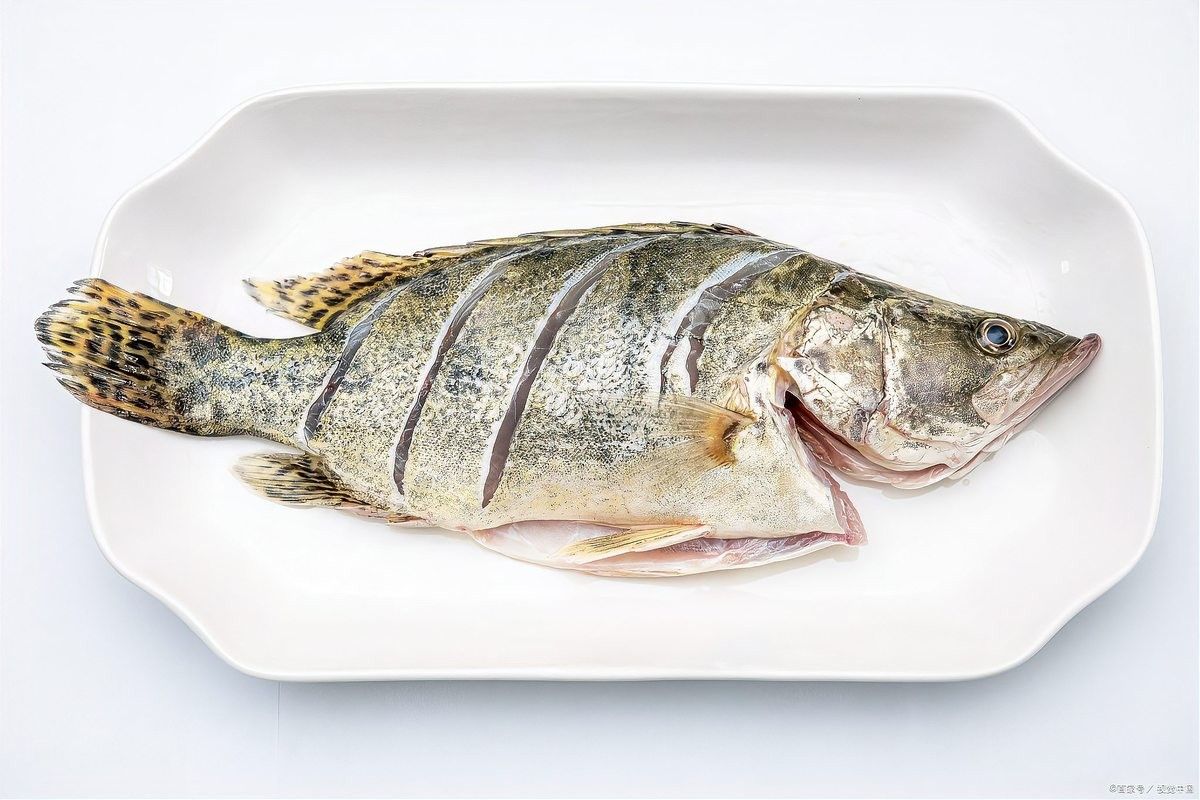 潮汕龍魚的市場價格是多少（潮汕地區(qū)龍魚價格表）