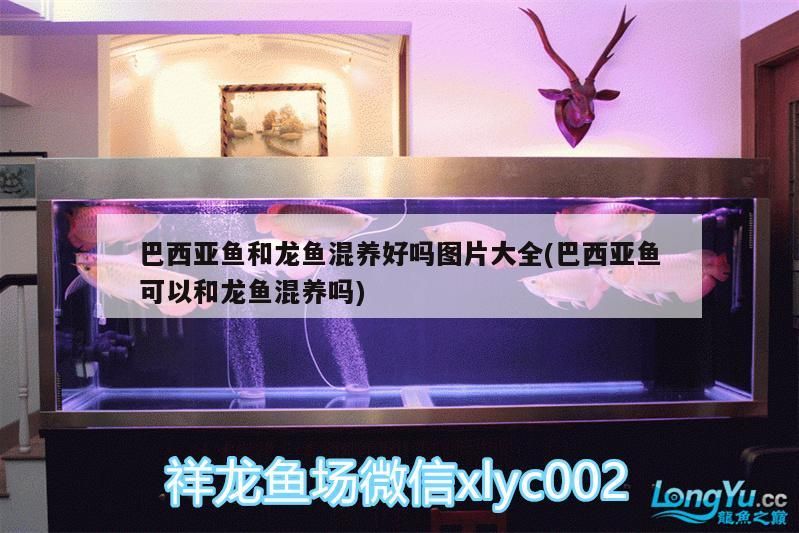 巴西亞魚和龍魚混養好嗎圖片大全(巴西亞魚可以和龍魚混養嗎)（亞魚和龍魚混養好嗎圖片大全）