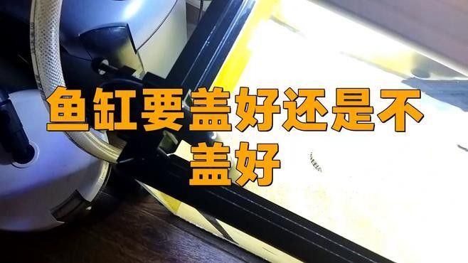 七鰭過背金龍魚缸加蓋的重要性（七鰭過背金龍魚缸加蓋需綜合考慮以下關鍵因素）