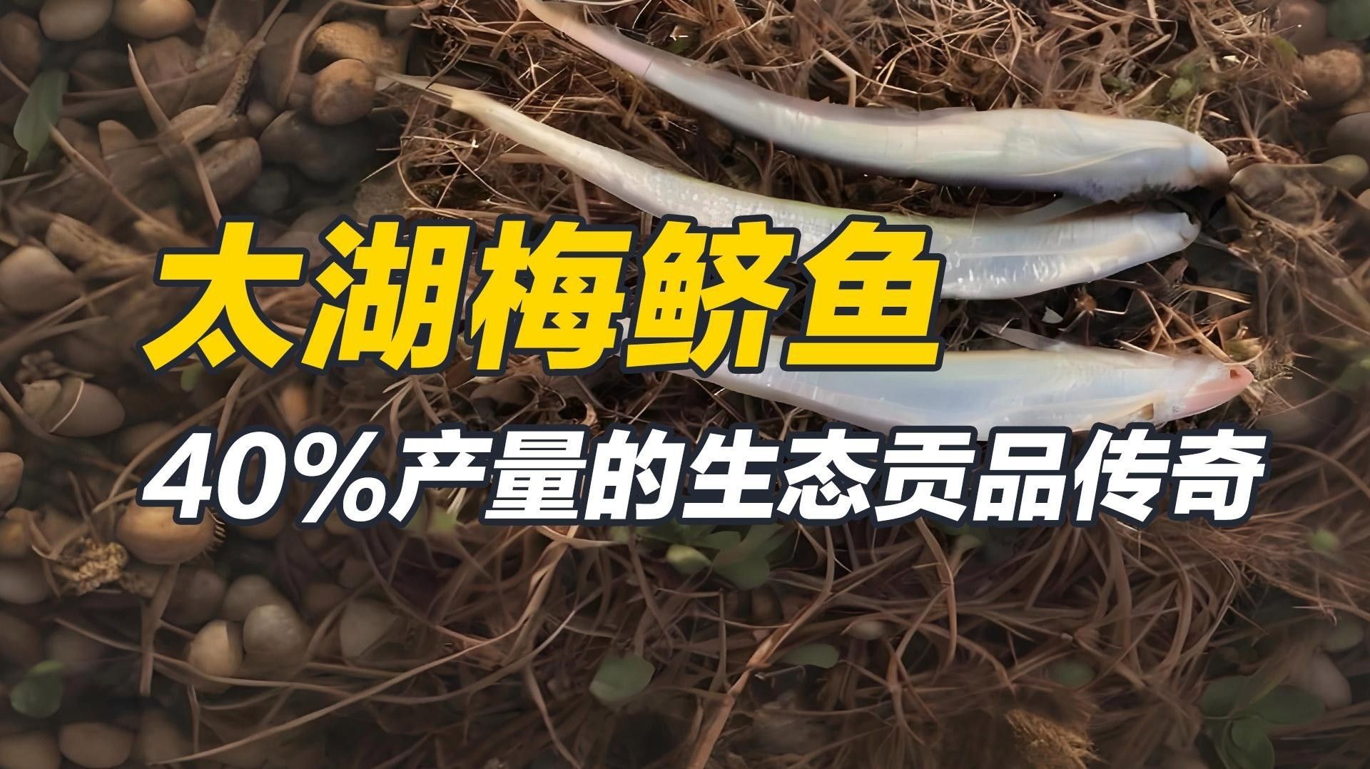梅鱭魚（梅鱭魚為什么被稱為“貢魚”梅鱭魚的營養價值）