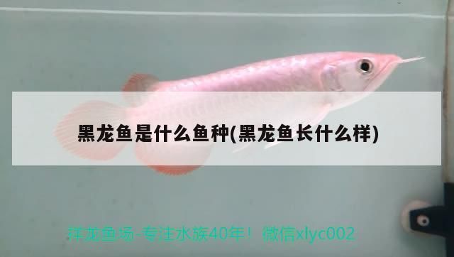 黑龍魚是什么魚種(黑龍魚長什么樣)