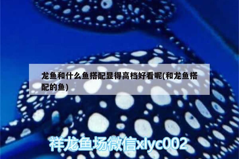 龍魚和什么魚搭配顯得高檔好看呢(和龍魚搭配的魚)（龍魚和什么魚搭配顯得高檔好看）
