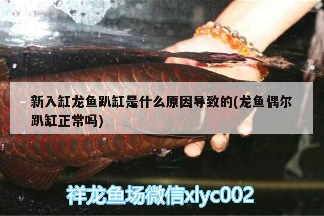 新入缸龍魚趴缸是什么原因導致的(龍魚偶爾趴缸正常嗎)（新入缸龍魚趴缸是什么原因導致的）