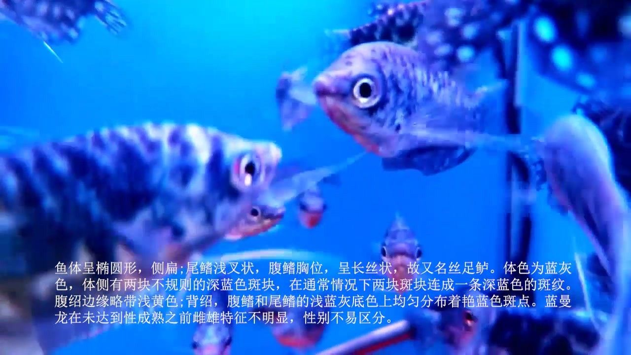 藍曼龍魚有哪些品種（藍曼龍魚是什么魚）