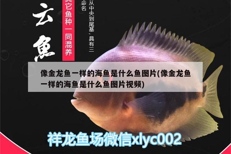 像金龍魚一樣的海魚是什么魚圖片(像金龍魚一樣的海魚是什么魚圖片視頻)