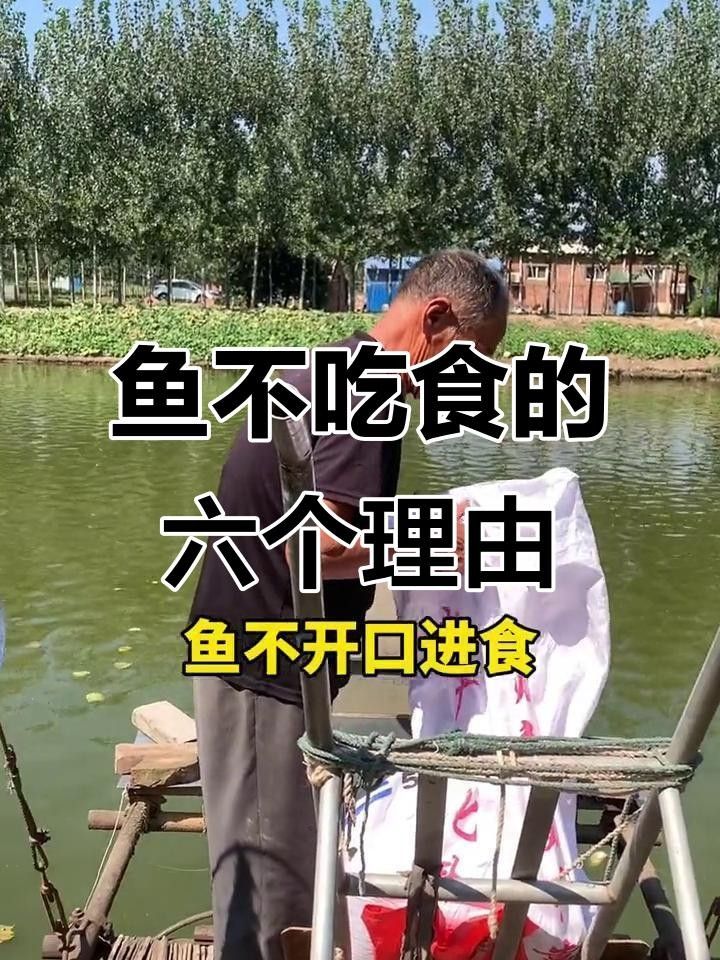 龍魚不開口還能活多久