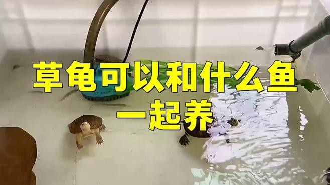 草龜和哪些魚可以一起養（草龜可以和什么魚一起養）