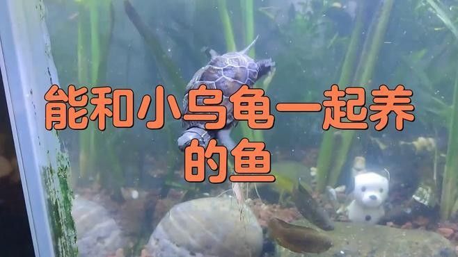 草龜和哪些魚可以一起養（草龜可以和什么魚一起養）