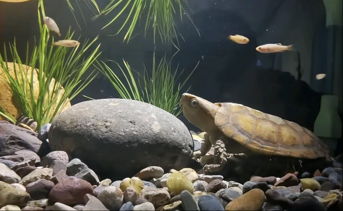 草龜和哪些魚可以一起養（草龜可以和什么魚一起養）