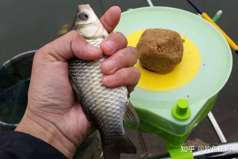 過(guò)期的古龍魚(yú)飼料有哪些用途？（徐大王愛(ài)釣魚(yú),【垃圾分類(lèi)】過(guò)期魚(yú)飼料）