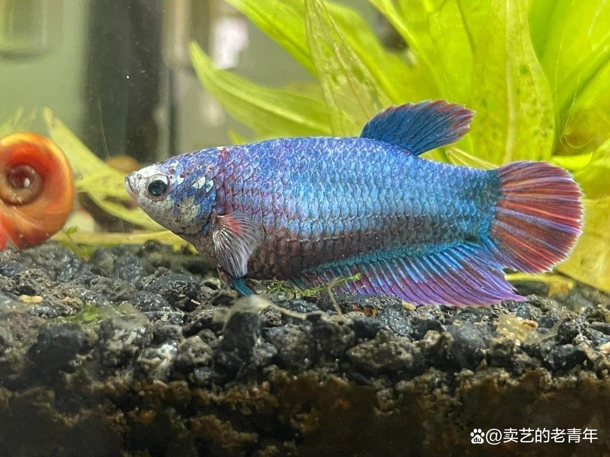 過(guò)期的古龍魚(yú)飼料有哪些用途？（徐大王愛(ài)釣魚(yú),【垃圾分類(lèi)】過(guò)期魚(yú)飼料）
