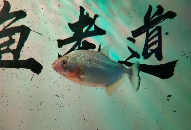 如何判斷投喂量是否合適？（如何判斷動物投喂量是否合適） 如何判斷投喂量是否合適？（如何判斷動物投喂量是否合適） 龍魚百科 第11張