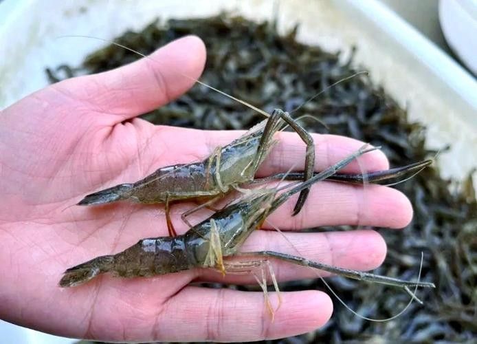 如何聯系吳江區中新國際龍魚場（吳江區中新國際龍魚場怎么聯系？）