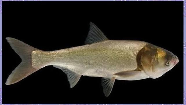 如何聯系吳江區中新國際龍魚場（吳江區中新國際龍魚場怎么聯系？）