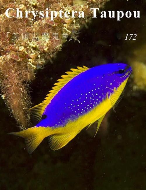 藍魔鬼魚飼養難度大嗎？ 藍魔鬼魚飼養難度大嗎？ 龍魚百科 第1張