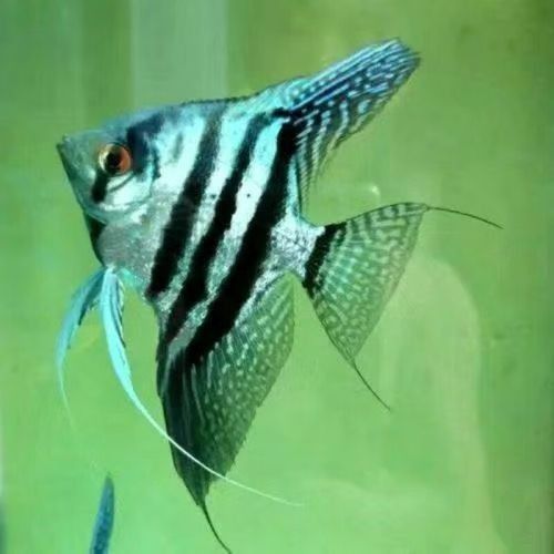 藍魔鬼魚飼養難度大嗎？ 藍魔鬼魚飼養難度大嗎？ 龍魚百科 第3張