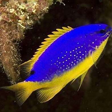 藍魔鬼魚飼養難度大嗎？ 藍魔鬼魚飼養難度大嗎？ 龍魚百科 第13張