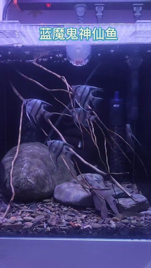 藍魔鬼魚飼養難度大嗎？ 藍魔鬼魚飼養難度大嗎？ 龍魚百科 第6張