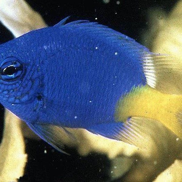 藍魔鬼魚飼養難度大嗎？ 藍魔鬼魚飼養難度大嗎？ 龍魚百科 第10張