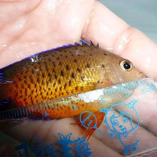 藍魔鬼魚飼養難度大嗎？ 藍魔鬼魚飼養難度大嗎？ 龍魚百科 第8張