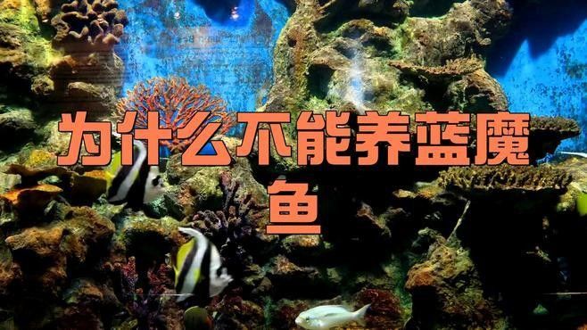藍魔鬼魚飼養難度大嗎？ 藍魔鬼魚飼養難度大嗎？ 龍魚百科 第7張