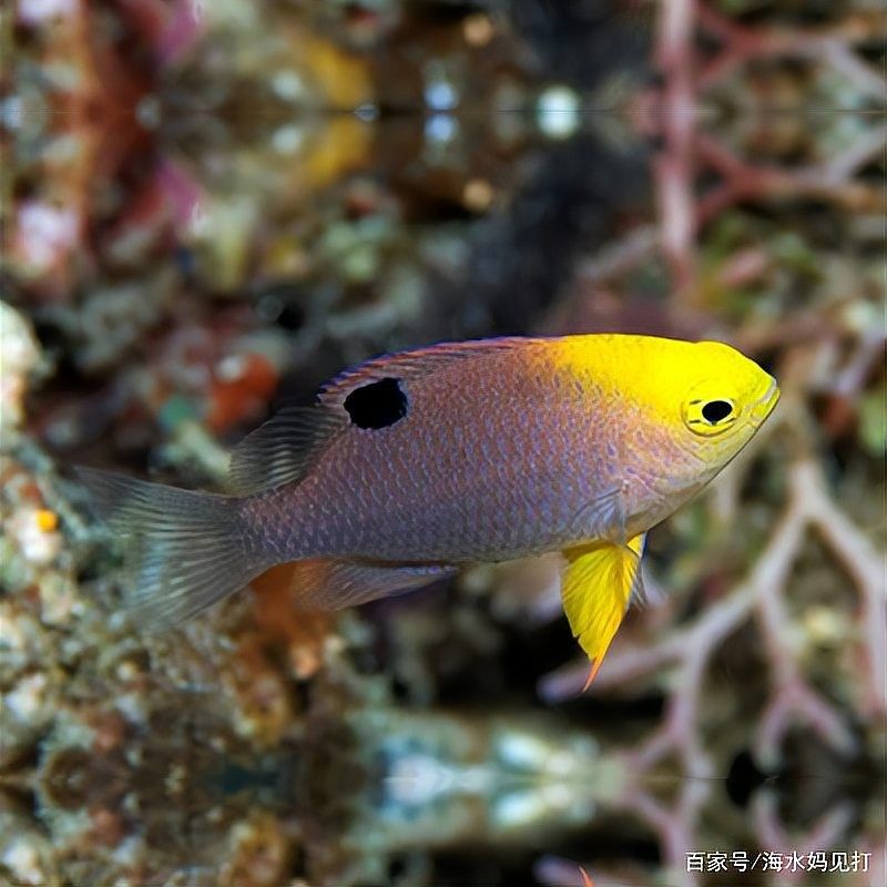 藍魔鬼魚飼養難度大嗎？ 藍魔鬼魚飼養難度大嗎？ 龍魚百科 第11張