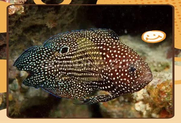 藍魔鬼魚飼養難度大嗎？ 藍魔鬼魚飼養難度大嗎？ 龍魚百科 第12張