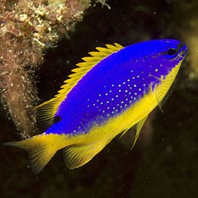 藍魔鬼魚飼養難度大嗎？ 藍魔鬼魚飼養難度大嗎？ 龍魚百科 第9張