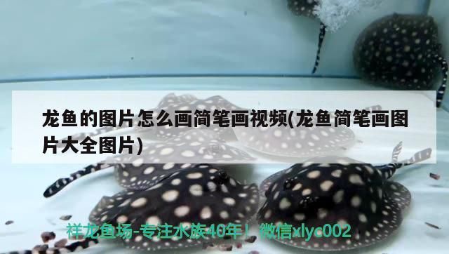 龍魚的圖片怎么畫簡筆畫視頻(龍魚簡筆畫圖片大全圖片) 龍魚的圖片怎么畫簡筆畫視頻(龍魚簡筆畫圖片大全圖片) 觀賞魚百科