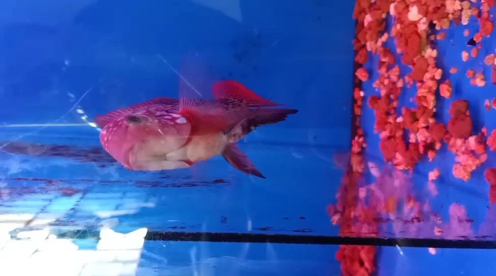 梧州觀賞魚市場豹紋 梧州觀賞魚市場豹紋 觀賞魚百科 第1張