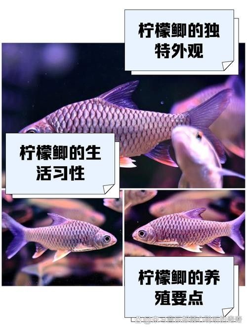 檸檬鯽品牌介紹 檸檬鯽品牌介紹 觀賞魚(yú)百科 第1張
