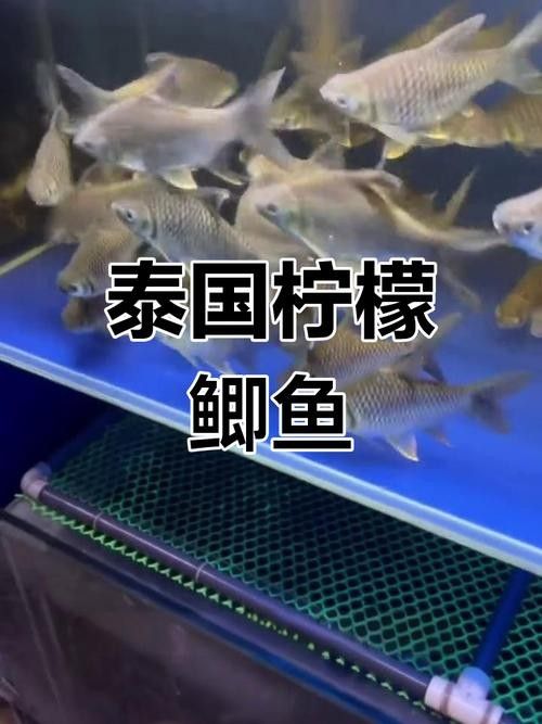 檸檬鯽品牌介紹 檸檬鯽品牌介紹 觀賞魚(yú)百科 第3張