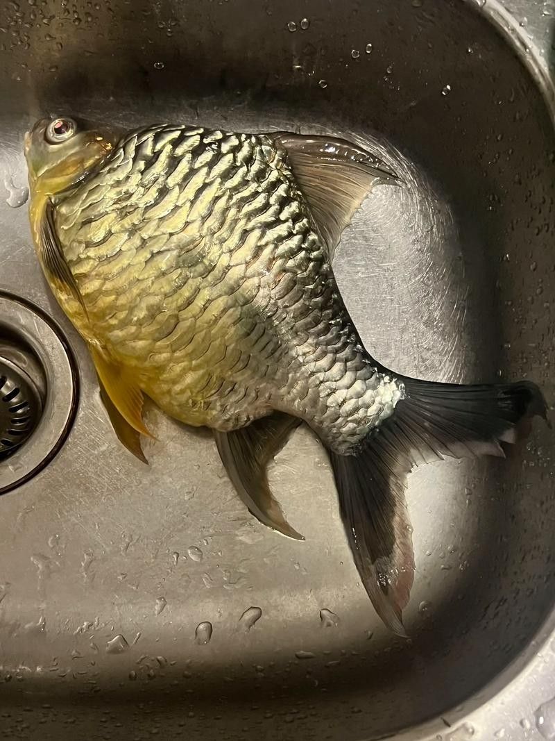 檸檬鯽品牌介紹 檸檬鯽品牌介紹 觀賞魚(yú)百科 第2張