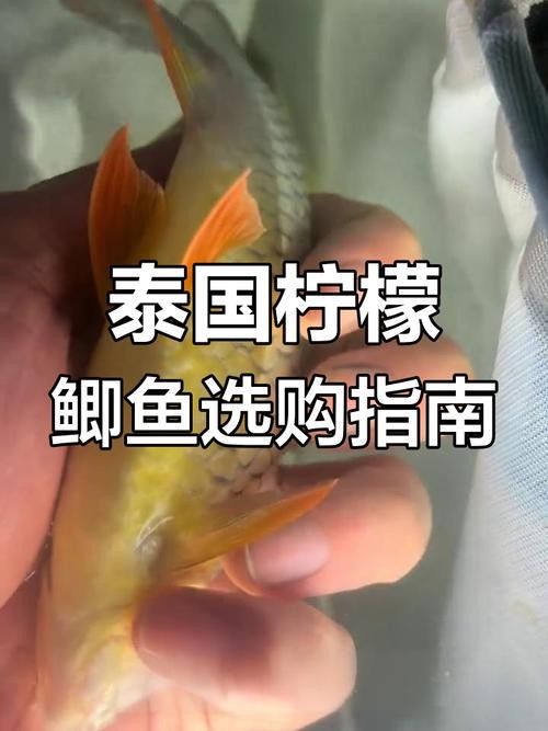 檸檬鯽品牌介紹 檸檬鯽品牌介紹 觀賞魚(yú)百科 第5張