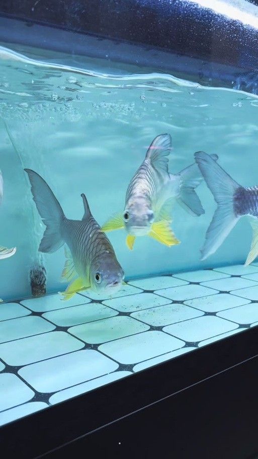 檸檬鯽品牌介紹 檸檬鯽品牌介紹 觀賞魚(yú)百科 第6張