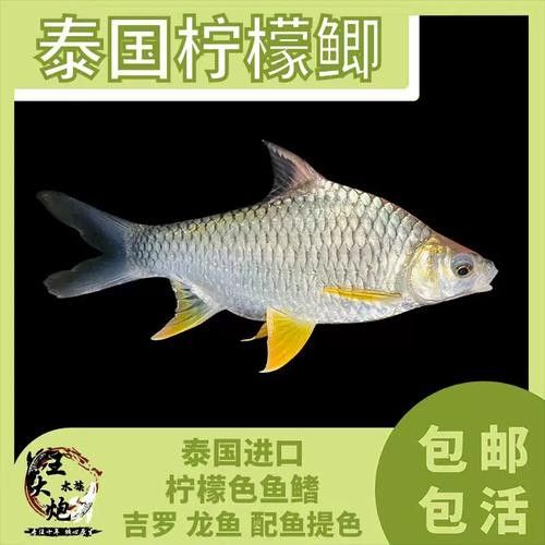 檸檬鯽品牌介紹 檸檬鯽品牌介紹 觀賞魚(yú)百科 第4張
