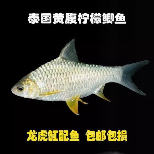 檸檬鯽品牌介紹 檸檬鯽品牌介紹 觀賞魚(yú)百科 第9張