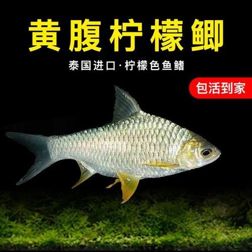 檸檬鯽品牌介紹 檸檬鯽品牌介紹 觀賞魚(yú)百科 第10張