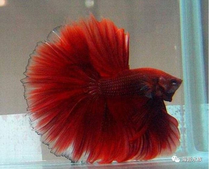 白金夢幻雷龍魚需要多大的魚缸（夢幻雷龍魚飼養指南:白金夢幻雷龍魚飼養指南）
