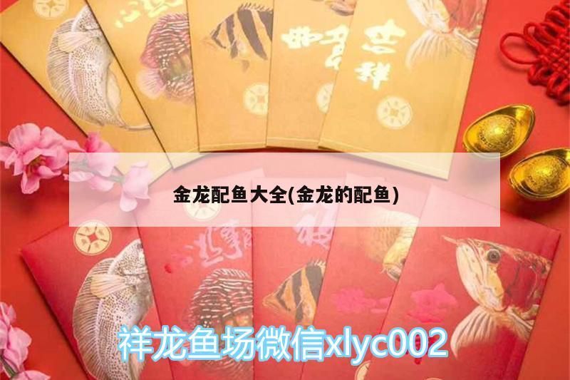 金龍配魚大全(金龍的配魚)