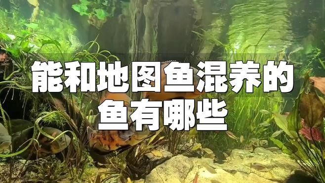 地圖魚和鸚鵡魚混養需要多久適應？