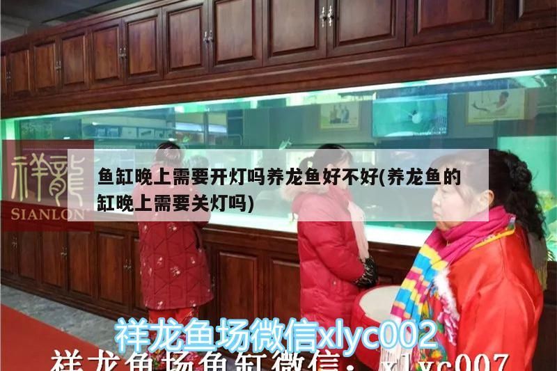 魚缸晚上需要開燈嗎養龍魚好不好(養龍魚的缸晚上需要關燈嗎)（金龍魚缸晚上需要開燈嗎）